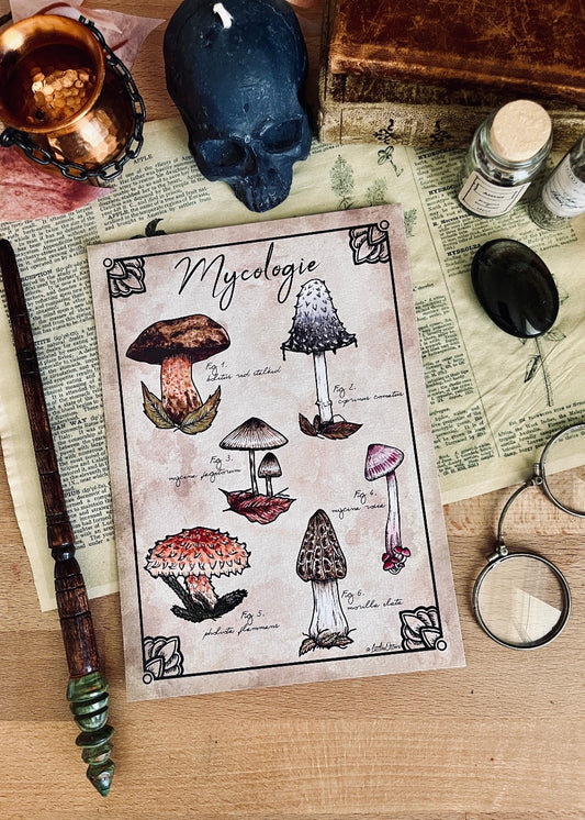 "Mycology" Illustration