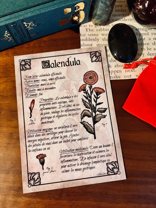 Illustration botanique "Calendula"