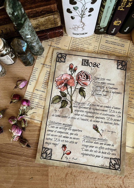 Planche botanique "Rose"