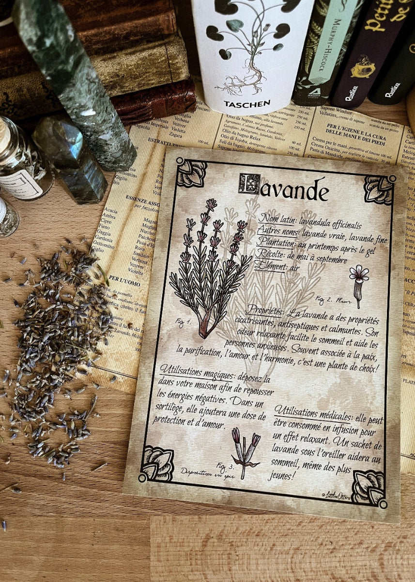 "Lavender" botanical illustration